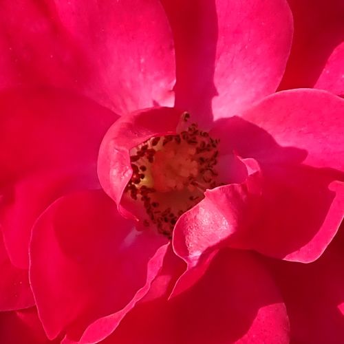 Rosa Rotilia® - rosa de fragancia discreta - Árbol de Rosas Flor Simple - rosal de pie alto - rojo - Wilhelm Kordes III.- forma de corona tupida - Rosal de árbol con una multitud de flores planas de pocos pétalos.